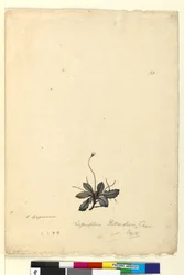 Seite 123. Lagenophora billardieri